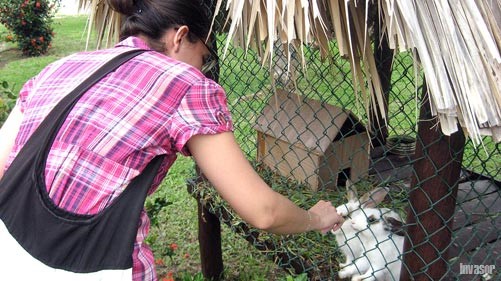 Conejos