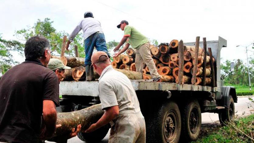 Árboles maderables