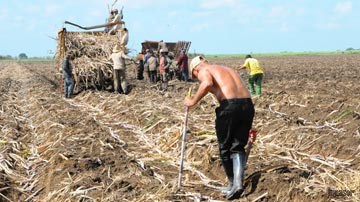 Tierra para siembra de caña