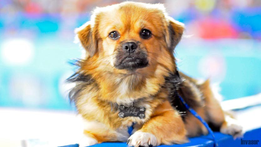 Perro