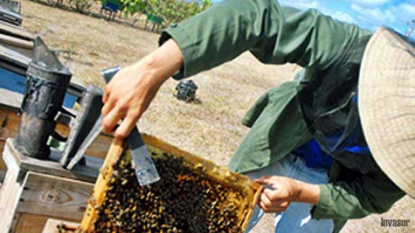Hombre en la producción de miel
