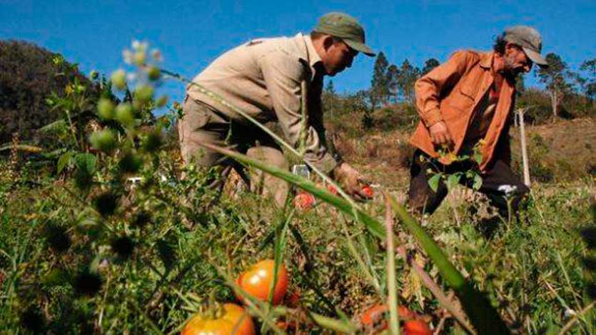 Personas recogiendo tomate en el campo