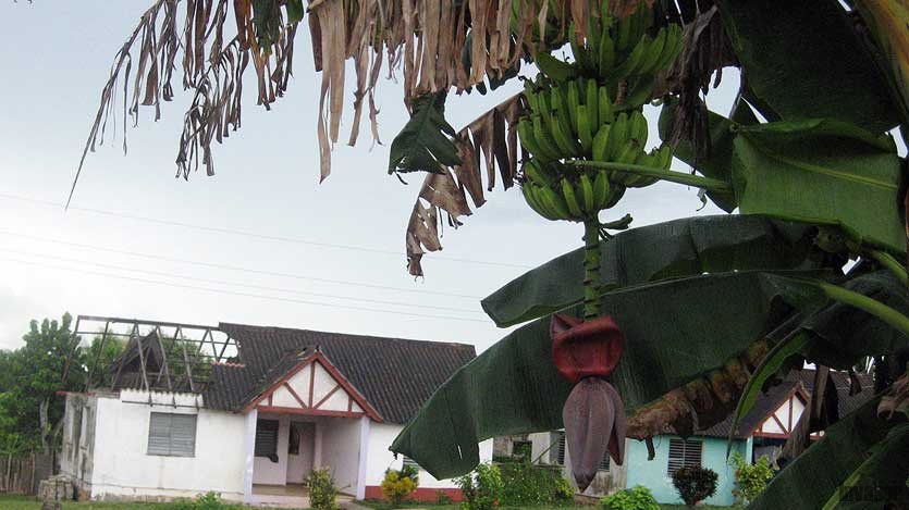 Plátano en primer plano, vivienda dañada al fondo