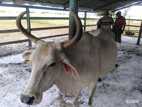 Toro