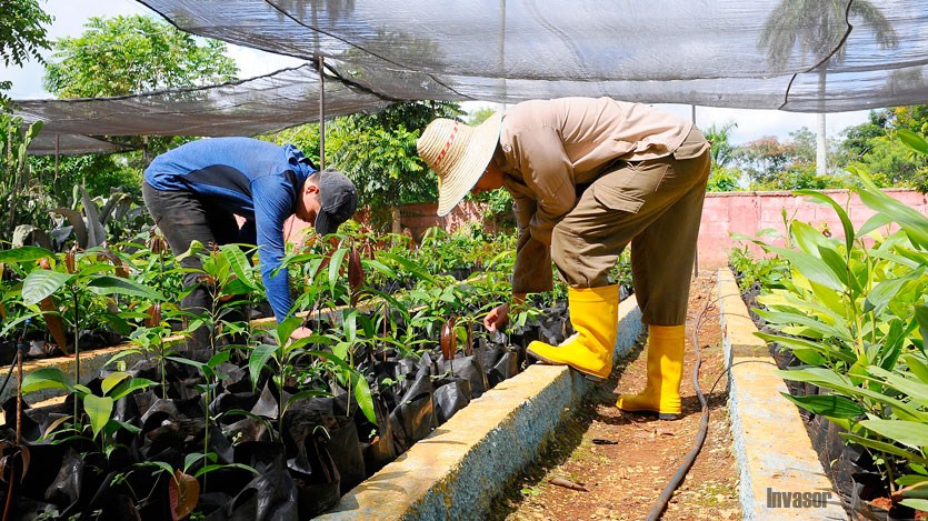 Jóvenes trabajan en la reforestación