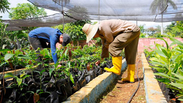 Jóvenes trabajan en la reforestación 