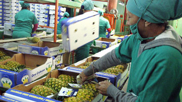 Exportación de piña