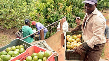 Recogida de guayaba