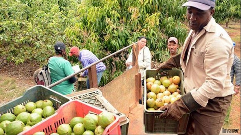 Hombre cargando caja con guayaba