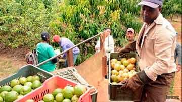 Hombre cargando caja con guayaba
