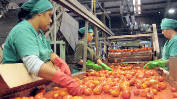 Mujeres, procesamiento de tomates 