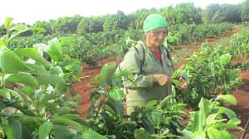 Mujer en campo de guayaba