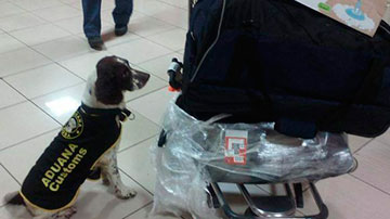 Perro en aeropuerto