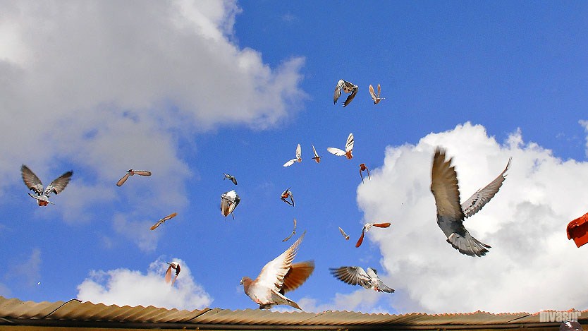Palomas volando