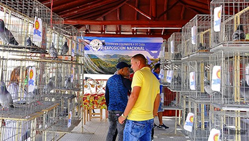 Personas en exposición de palomas