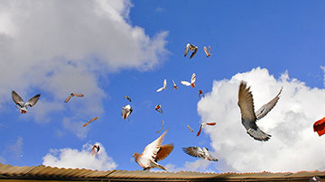 Palomas volando
