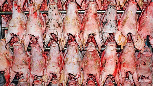 cabezas puerco