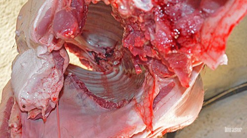 carne de puerco