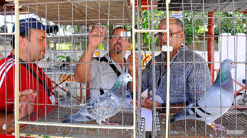 Hombres junto a las palomas