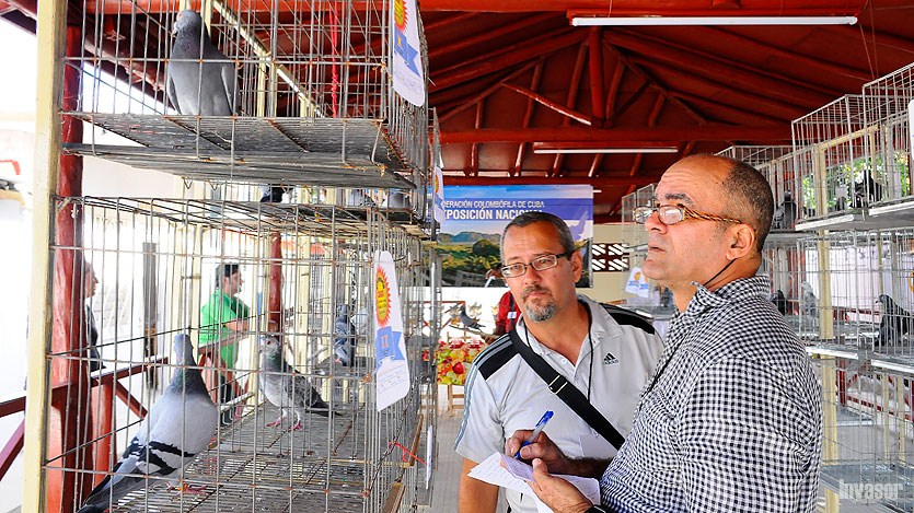 Hombres mirando las palomas