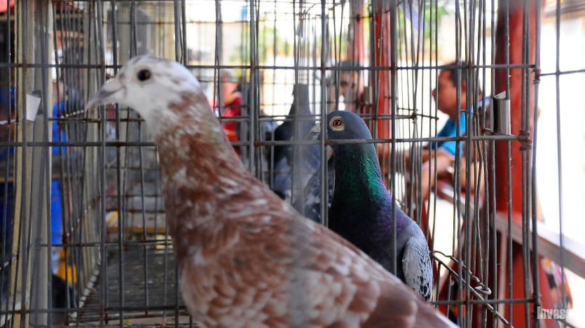 Palomas