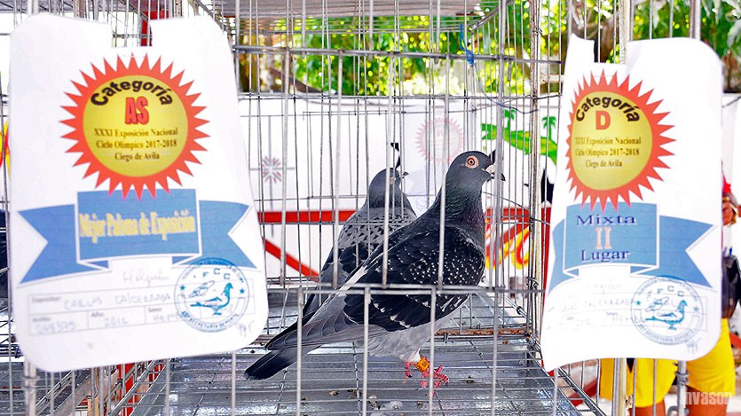 Palomas