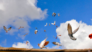 Palomas volando