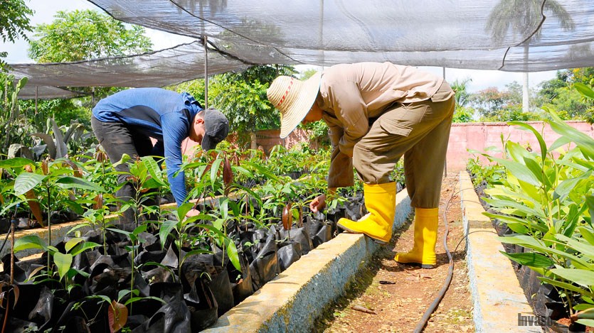 Trabajo en organopónico