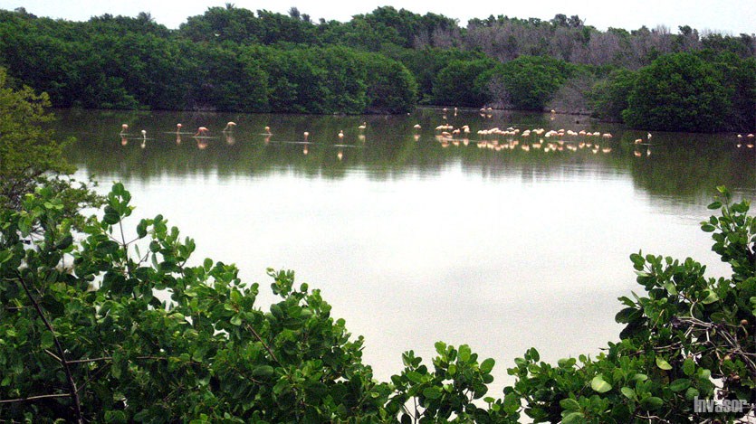 Flamencos, río, vegetación
