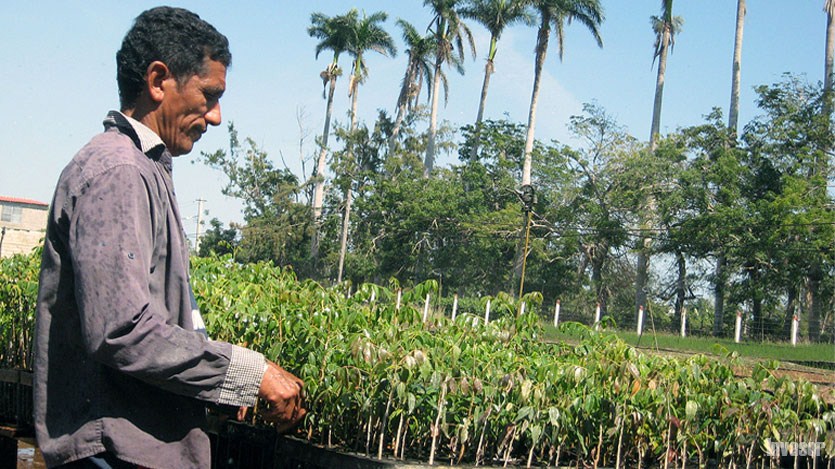 Hombre en el vivero