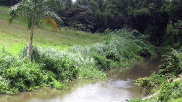 Bosque