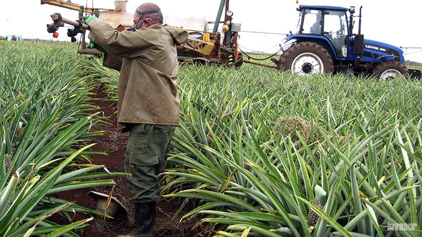 Cultivo de piña