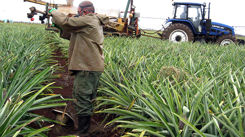 Cultivo de piña
