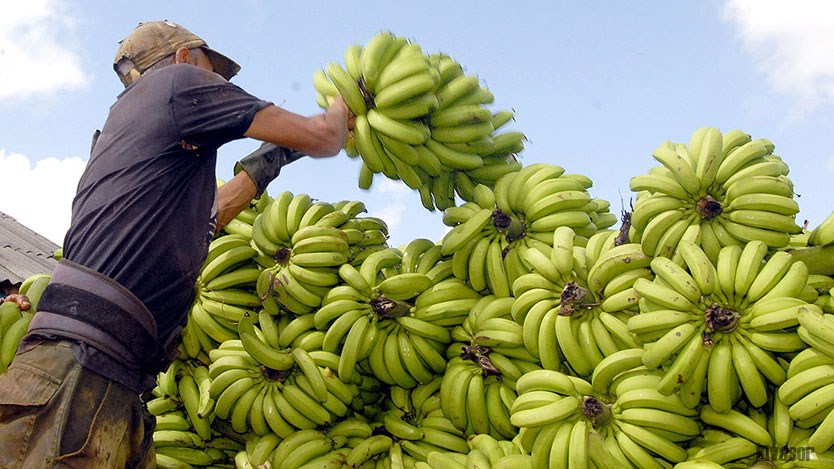 Cosecha de plátano