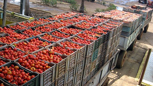 cosecha de tomate