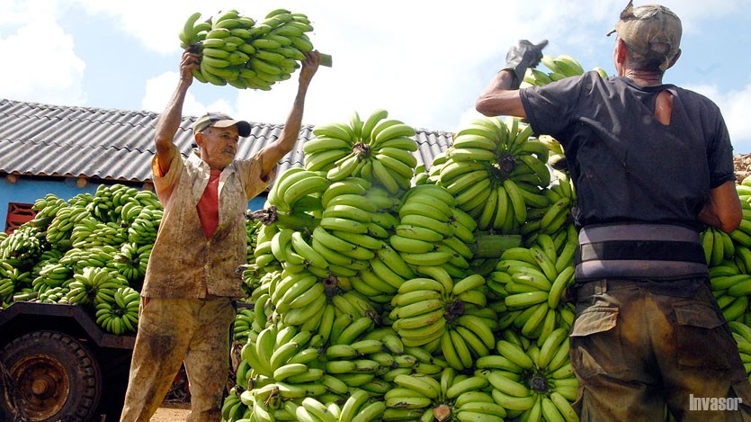 Recogida de plátano