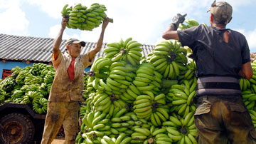 Recogida de plátano
