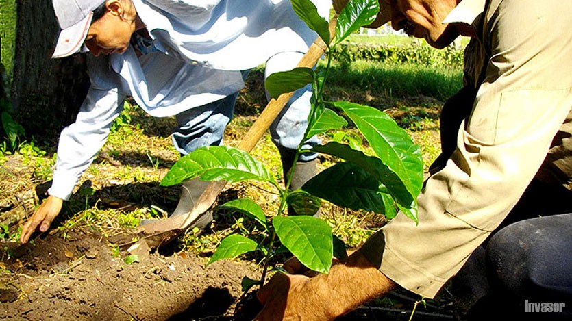 Cultivo de café
