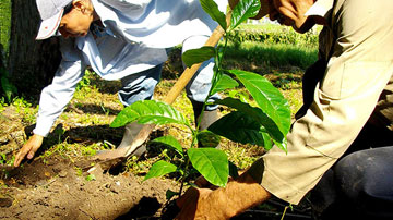 Cultivo de café