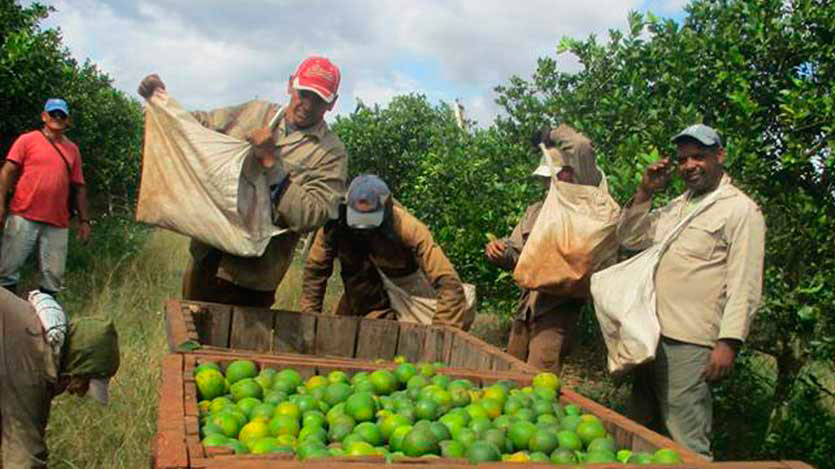 Cosecha de naranjas