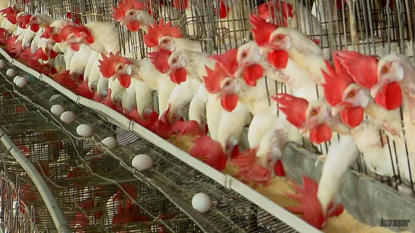 Gallinas