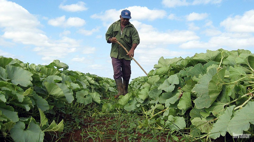 Agricultura