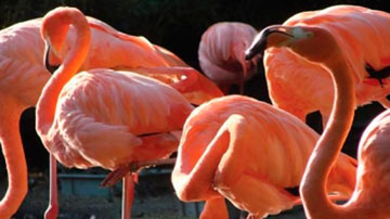 Flamencos