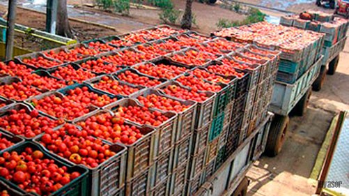 Cosecha de tomate