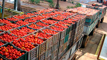 Cosecha de tomate
