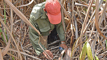 Hombre en el cañaveral