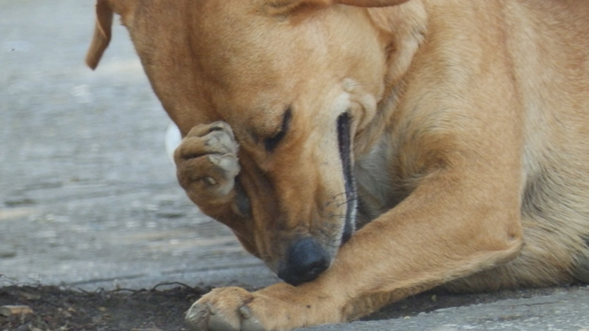 Perro