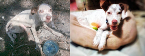 Perrita Esmeralda