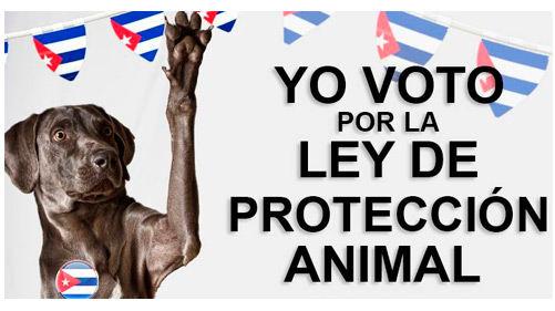 Perro