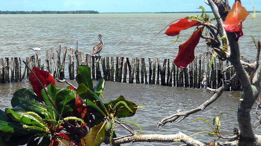 Flora y fauna